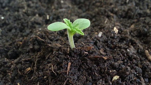 germinación marihuana